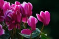 Cyclamen Royalty Free Stock Photo