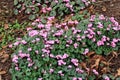 Cyclamen Corum in a garden scene