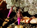 Cyclamen coum flower bud in forest