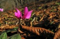 Cyclamen coum flower natural in forest