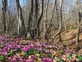 Cyclamen coum flowers natural on forest floor