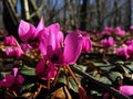 Cyclamen coum flowers natural on forest floor