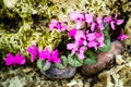 Cyclamen coum (Primulaceae)