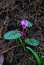 (Cyclamen coum subsp. caucasicum [syn. Cyclamen vernum