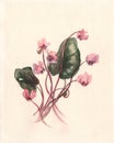 Cyclamen coum watercolor painting