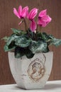 Cyclamen - Cyclamen persicum