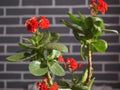 Cyclamen at different stages of flowering. Red small flowers. Care for home flowers