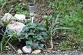 Cyclamen or English sowbread flowering plant with single open purple flower on top of dense variegated leaves growing in home