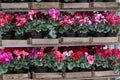Cyclamen. Field of colorful variety of cyclamen flowers in blossom in greenhouse ready for sales. Pink, purple, ornamental, white