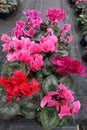 Cyclamen. Field of colorful variety of cyclamen flowers in blossom in greenhouse ready for sales. Pink, purple, ornamental, white