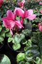 Cyclamen. Field of colorful variety of cyclamen flowers in blossom in greenhouse ready for sales. Pink, purple, ornamental, white,