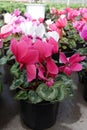 Cyclamen. Field of colorful variety of cyclamen flowers in blossom in greenhouse ready for sales. Pink, purple, ornamental, white,