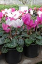 Cyclamen. Field of colorful variety of cyclamen flowers in blossom in greenhouse ready for sales. Pink, purple, ornamental, white,