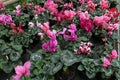 Cyclamen. Field of colorful variety of cyclamen flowers in blossom in greenhouse ready for sales. Pink, purple, ornamental, white,