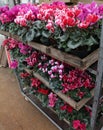 Cyclamen. Field of colorful variety of cyclamen flowers in blossom in greenhouse ready for sales. Pink, purple, ornamental, white,