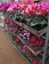 Cyclamen. Field of colorful variety of cyclamen flowers in blossom in greenhouse ready for sales. Pink, purple, ornamental, white,