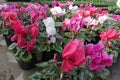 Cyclamen. Field of colorful variety of cyclamen flowers in blossom in greenhouse ready for sales. Pink, purple, ornamental, white,