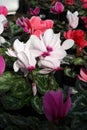 Cyclamen. Field of colorful variety of cyclamen flowers in blossom in greenhouse ready for sales. Pink, purple, ornamental, white,