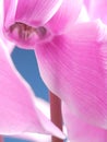 Cyclamen flower Royalty Free Stock Photo