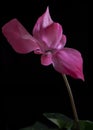 Beautiful Pink cyclamen flower