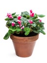 Cyclamen flower in big clay pot isolated on white Royalty Free Stock Photo