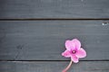 Cyclamen flower on black shabby wooden background. One flower with five petals, Stem without leaves. Copy space Royalty Free Stock Photo