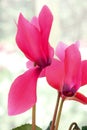 Cyclamen flower