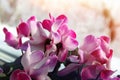 Cyclamen flower. Pale pink petals of houseplant. Daylight Royalty Free Stock Photo