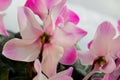 Cyclamen flower. Pale pink petals of houseplant. Daylight Royalty Free Stock Photo