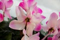 Cyclamen flower. Pale pink petals of houseplant. Daylight Royalty Free Stock Photo