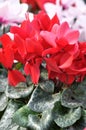 Cyclamen flowers