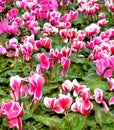 Cyclamen Flowers