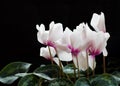 Cyclamen Flowers