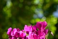 Cyclamen flowers on blurred background