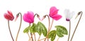 Cyclamen flowers and buds