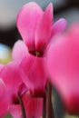 Cyclamen flowers Royalty Free Stock Photo