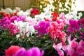 Cyclamen flowers in a greenhouse Royalty Free Stock Photo