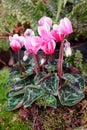 Cyclamen flowers and moss in a closed garden