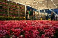 Cyclamen flowers on the open flower fair