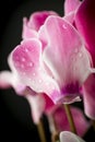 Cyclamen Royalty Free Stock Photo