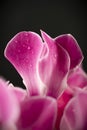 Cyclamen Royalty Free Stock Photo