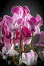 Cyclamen Royalty Free Stock Photo