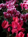 Cyclamen Flowers - Two Varieties