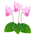 Cyclamen flowers.