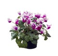 Cyclamen flowers on white background