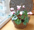 Cyclamen flowers on a window in balcony Royalty Free Stock Photo