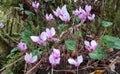Cyclamen in the forest in autumn season Royalty Free Stock Photo