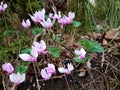 Cyclamen in the forest in autumn season Royalty Free Stock Photo