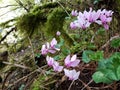 Cyclamen in the forest in autumn season Royalty Free Stock Photo