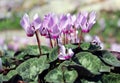 Cyclamen, gentle purple flowers
